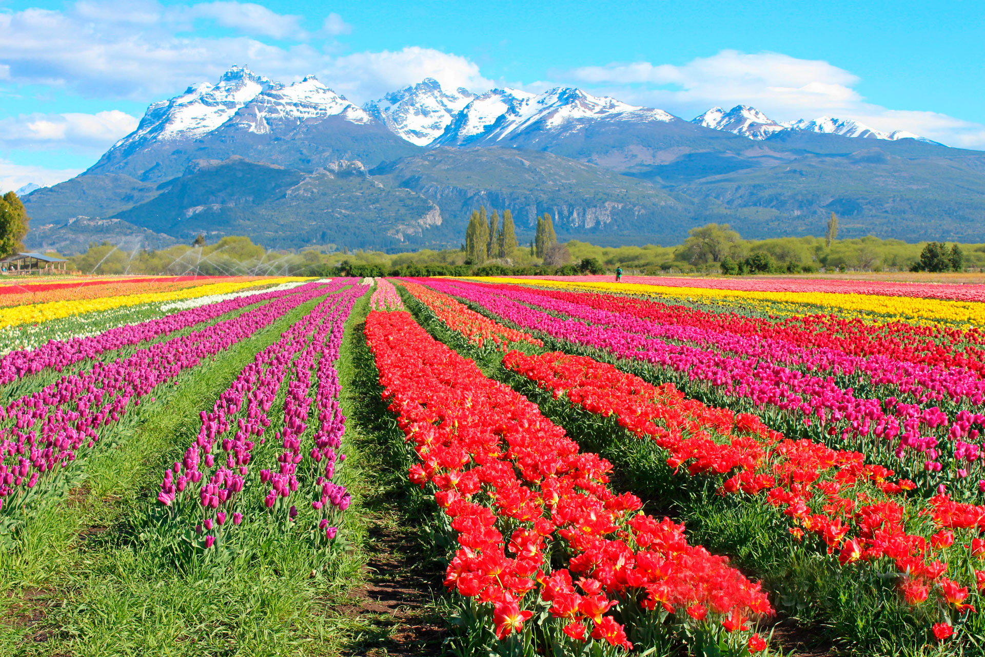 Campo de tulipanes en Trevelin con cordillera nevada de fondo