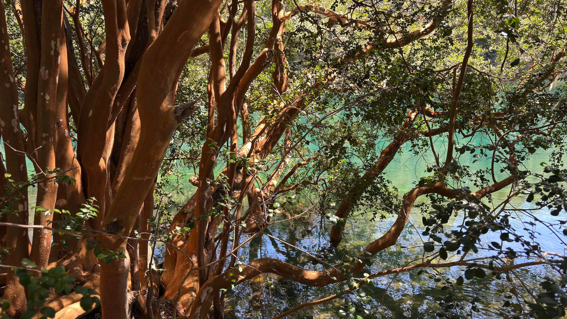 Bosque de arrayanes de corteza canela junto al lago turquesa en el Parque Nacional Los Alerces